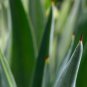 Agave inaequidens subsp inaequidens Succulents Garden Plants 10 PCS Seeds