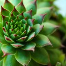 Agave karwinskii Succulents Garden Plants 10 PCS Seeds
