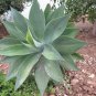 Agave karwinskii Succulents Garden Plants 10 PCS Seeds