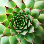 Agave karwinskii Succulents Garden Plants 10 PCS Seeds