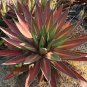 Agave Kerchovei Huajuapan Red Agave Garden Plants 10 PCS Seeds