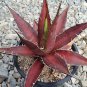 Agave Kerchovei Huajuapan Red Agave Garden Plants 10 PCS Seeds