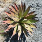 Agave Kerchovei Succulents Garden Plants 10 PCS Seeds