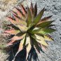 Agave Kerchovei Succulents Garden Plants 10 PCS Seeds