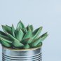 Agave felgeri Succulents Garden Plants 10 PCS Seeds