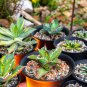 Agave felgeri Succulents Garden Plants 10 PCS Seeds