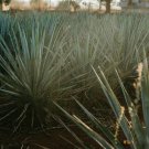 Agave flexispina Succulents Garden Plants 10 PCS Seeds
