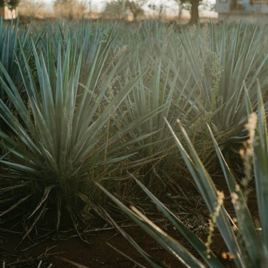 Agave flexispina Succulents Garden Plants 10 PCS Seeds