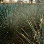 Agave flexispina Succulents Garden Plants 10 PCS Seeds