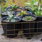 Agave flexispina Succulents Garden Plants 10 PCS Seeds