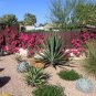 Agave chazaroi Succulents Garden Plants 10 PCS Seeds