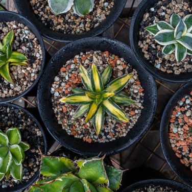 Agave chiapensis Succulents Garden Plants 10 PCS Seeds