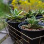 Agave chiapensis Succulents Garden Plants 10 PCS Seeds