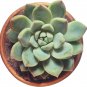 Agave chrysantha Succulents Garden Plants 10 PCS Seeds