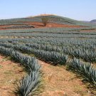 Agave Garciae Mendozae Agave Garden Plants 10 PCS Seeds Agave Garciae Mendozae Agave Garden Plants 10 PCS Seeds