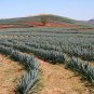 Agave Garciae Mendozae Agave Garden Plants 10 PCS Seeds