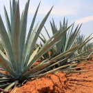 Agave difformis Succulents Garden Plants 10 PCS Seeds