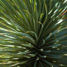 Agave geminiflora Succulents Garden Plants 10 PCS Seeds Agave geminiflora Succulents Garden Plants 10 PCS Seeds