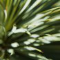 Agave geminiflora Succulents Garden Plants 10 PCS Seeds