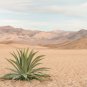 Agave Durangensis Agave Garden Plants 10 PCS Seeds