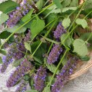 Agastache Rugosa Flower Bonsai Patchouli Fancy Ageratum Blue Crown 100 PCS Seeds Agastache Rugosa Flower Bonsai Patchouli Fancy Ageratum Blue Crown 100 PCS Seeds