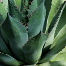 Agave ghiesbreghtii 'Purpusorum' Succulents Garden Plants 10 PCS Seeds