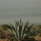 Agave gigantensis Succulents Garden Plants 10 PCS Seeds Agave gigantensis Succulents Garden Plants 10 PCS Seeds
