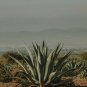 Agave gigantensis Succulents Garden Plants 10 PCS Seeds