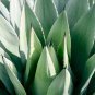 Agave americana Succulents Garden Plants 10 PCS Seeds