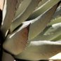 Agave americana Succulents Garden Plants 10 PCS Seeds