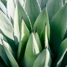 Agave aurea Golden Agave Succulents Garden Plants 10 PCS Seeds Agave aurea Golden Agave Succulents Garden Plants 10 PCS Seeds