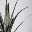 Agave cerulata subsp.cerulata Succulents Garden Plants 10 PCS Seeds Agave cerulata subsp.cerulata Succulents Garden Plants 10 PCS Seeds