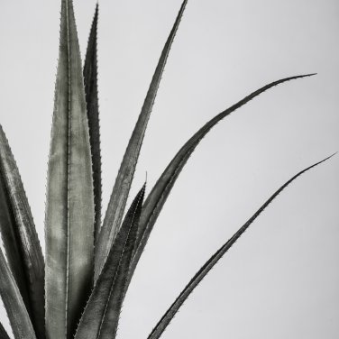 Agave cerulata subsp.cerulata Succulents Garden Plants 10 PCS Seeds