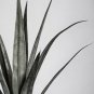 Agave cerulata subsp.cerulata Succulents Garden Plants 10 PCS Seeds