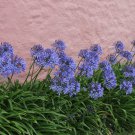 Agapanthus Africanus Flower Easy Care and Drought Tolerant 100 PCS Seeds