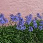 Agapanthus Africanus Flower Easy Care and Drought Tolerant 100 PCS Seeds