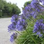 Agapanthus Africanus Flower Easy Care and Drought Tolerant 100 PCS Seeds