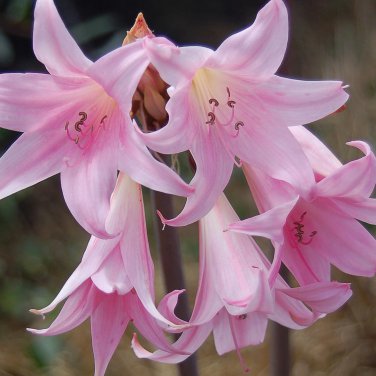 Agapanthus africanus 'Fireworks