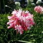 Agapanthus africanus 'Fireworks