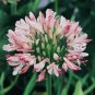 Agapanthus africanus 'Fireworks