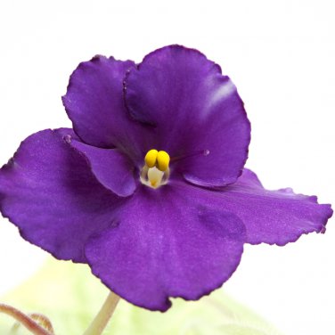African Violet Blue Blazes 100 PCS Seeds