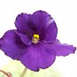 African Violet Blue Blazes 100 PCS Seeds