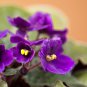 African Violet Blue Blazes 100 PCS Seeds
