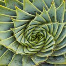 African Spiral Aloe 5 PCS Seeds