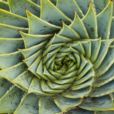 African Spiral Aloe 5 PCS Seeds