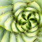 African Spiral Aloe 5 PCS Seeds