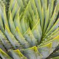 African Spiral Aloe 5 PCS Seeds