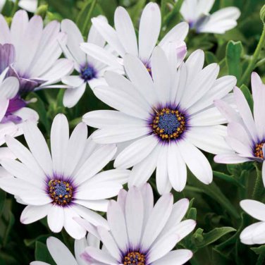 African Blue Eyed Daisy Plant Easy Grow Osteospermum bonsai 100 PCS Seeds