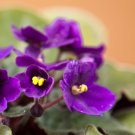 African violet garden flowers Violet 200 PCS Seeds African violet garden flowers Violet 200 PCS Seeds