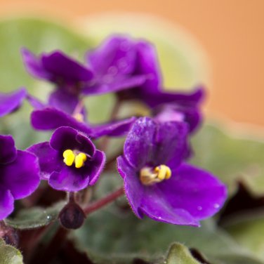 African violet garden flowers Violet 200 PCS Seeds